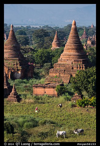Peasant and ox in field below pagodas. Bagan, Myanmar