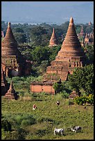 Peasant and ox in field below pagodas. Bagan, Myanmar ( color)