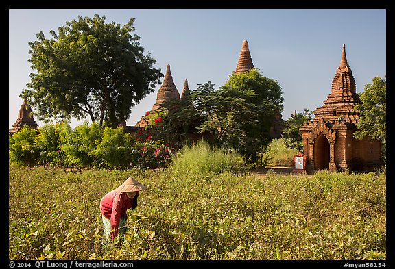 Woman harvesting beans with backdrop of pagodas. Bagan, Myanmar (color)