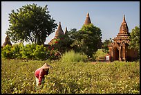 Woman harvesting beans with backdrop of pagodas. Bagan, Myanmar ( color)