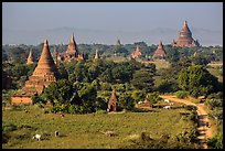 Rural scene with cattle and peasants working in fields below pagodas. Bagan, Myanmar ( color)