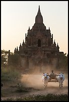 Ox cart riding in front of Tayok Pye temple. Bagan, Myanmar ( color)