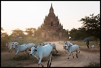 Cattle herd in front of Tayok Pye temple. Bagan, Myanmar ( color)