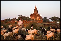 Sheep herder in front of temple, Minnanthu village. Bagan, Myanmar ( color)