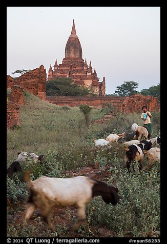 Child herding sheep in front of temple, Minnanthu village. Bagan, Myanmar