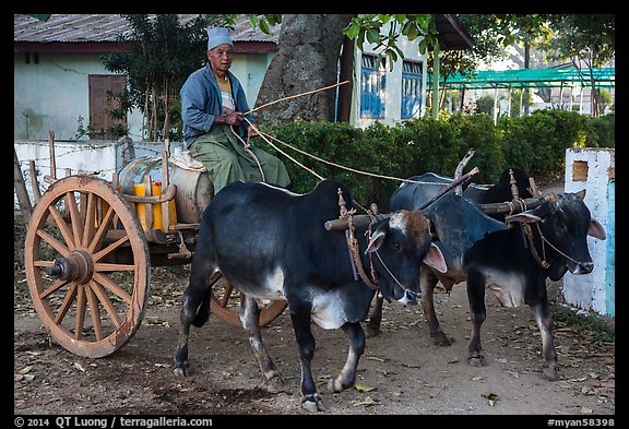 Man driving ox cart carrying water tank. Pindaya, Myanmar