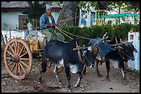 Man driving ox cart carrying water tank. Pindaya, Myanmar ( color)