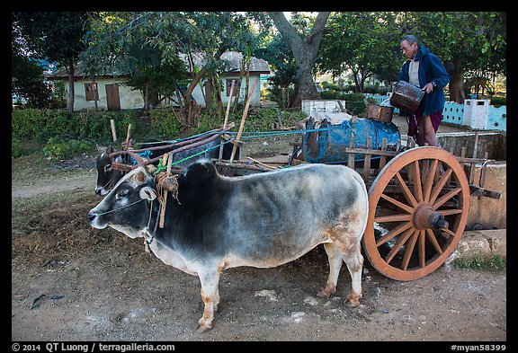 Man filling up water tank on ox cart. Pindaya, Myanmar