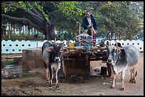 Man refilling tank on ox cart. Pindaya, Myanmar ( color)