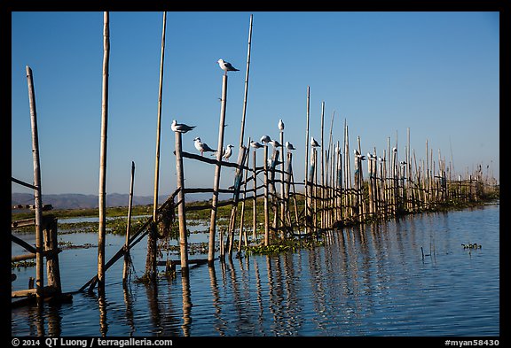 Birds perched on fence. Inle Lake, Myanmar (color)