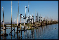 Birds perched on fence. Inle Lake, Myanmar ( color)