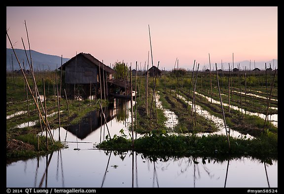 Floating gardens at sunset, Maing Thauk Village. Inle Lake, Myanmar (color)