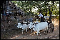 Man riding ox cart, Mingun village. Bagan, Myanmar ( color)