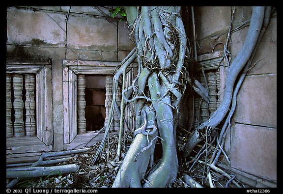 Roots of giant tree and khmer-style temple. Muang Boran, Thailand (color)