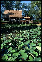 Stilt house on lotus pond. Muang Boran, Thailand (color)