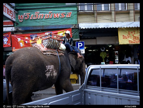 Elephant Parking. Lopburi, Thailand (color)
