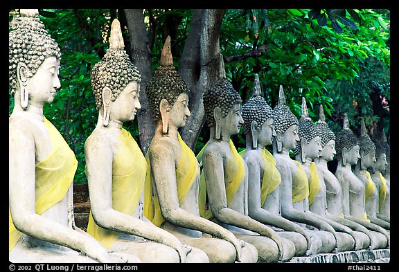 Row of Buddha images in Wat Chai Mongkon, reverently swathed in cloth. Ayutthaya, Thailand (color)