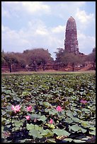 Lotus pond and  corn-shaped chedi. Ayutthaya, Thailand ( color)