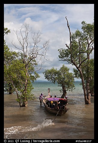 Long tail boat navigating through mangrove trees, Railay. Krabi Province, Thailand (color)