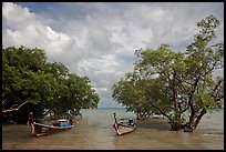 Boats moored near mangrove trees, Railay East. Krabi Province, Thailand (color)