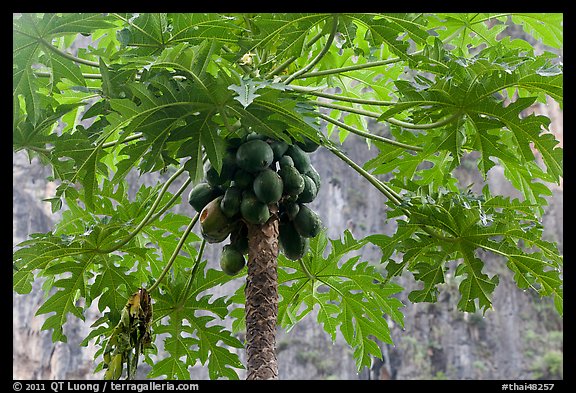 Palm tree with coconuts, Railay East. Krabi Province, Thailand
