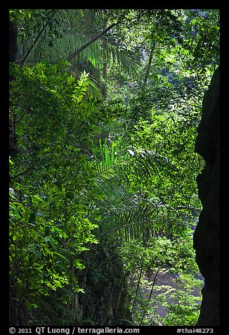 Jungle above Sa Phra Nang, Railay. Krabi Province, Thailand