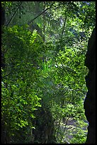Jungle above Sa Phra Nang, Railay. Krabi Province, Thailand (color)