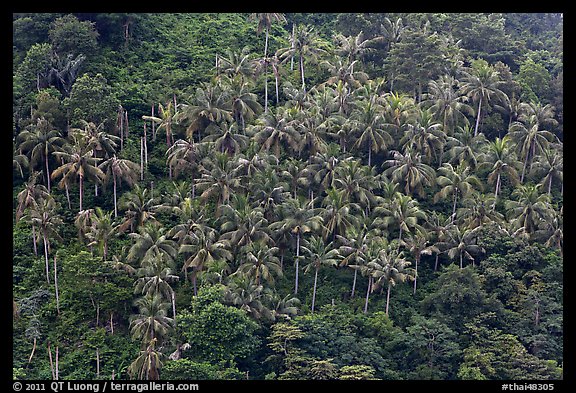 Hillside with tropical vegetation and palm trees, Phi-Phi island. Krabi Province, Thailand