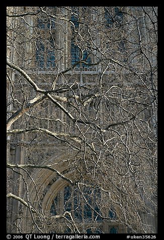 Bare branches and palace of Westminster facade. London, England, United Kingdom