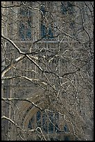 Bare branches and palace of Westminster facade. London, England, United Kingdom ( color)