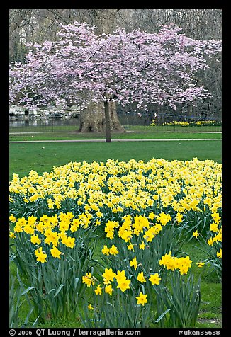 Daffodils and tree in bloom, Saint James Park. London, England, United Kingdom (color)