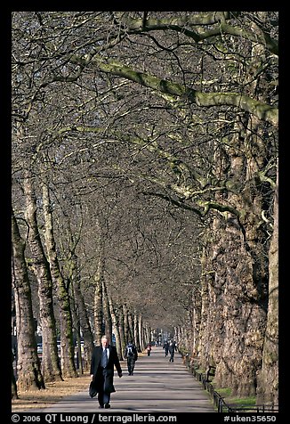 Businessman walking in an alley of James Park with bare trees. London, England, United Kingdom
