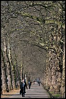 Businessman walking in an alley of James Park with bare trees. London, England, United Kingdom