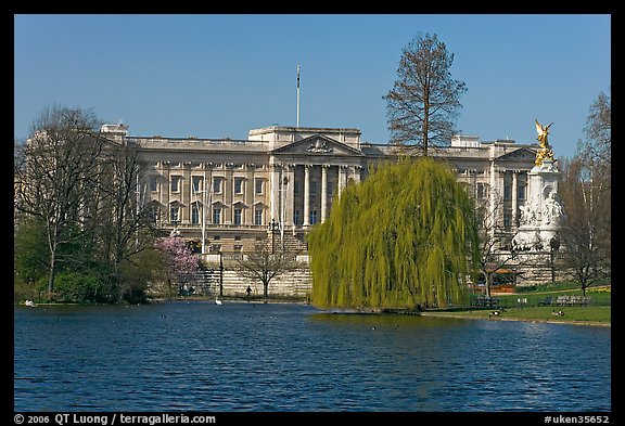 Buckingham Palace and lake, Weeping Willow (salix babylonica),  Saint James Park. London, England, United Kingdom