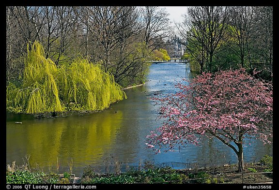Weeping Willow and Plum blossom,  Saint James Park. London, England, United Kingdom