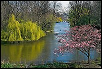 Weeping Willow and Plum blossom,  Saint James Park. London, England, United Kingdom (color)