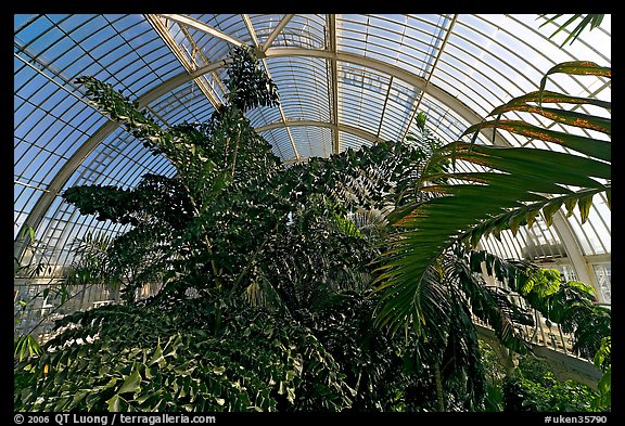 Tree canopy in the Palm House. Kew Royal Botanical Gardens,  London, England, United Kingdom (color)