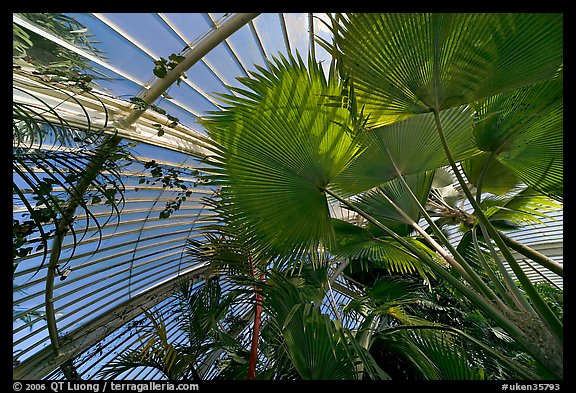 Palms and glass roof, the Palm House. Kew Royal Botanical Gardens,  London, England, United Kingdom
