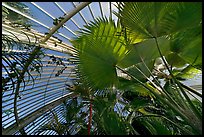 Palms and glass roof, the Palm House. Kew Royal Botanical Gardens,  London, England, United Kingdom (color)