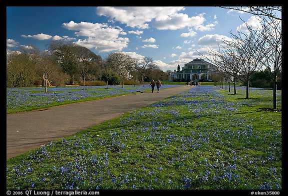 Bluebells on the path leading to the Temperate House. Kew Royal Botanical Gardens,  London, England, United Kingdom
