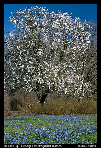 Tree in bloom and carpet of bluebells. Kew Royal Botanical Gardens,  London, England, United Kingdom
