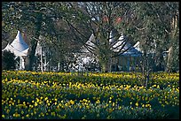Flower bed and White Peaks. Kew Royal Botanical Gardens,  London, England, United Kingdom ( color)