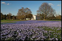 Glories of the Snow (Chionodoxa) and Orangerie. Kew Royal Botanical Gardens,  London, England, United Kingdom (color)