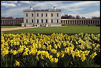 Queen's House and colonnades of the Royal Maritime Museum, with Daffodils in foreground. Greenwich, London, England, United Kingdom ( color)