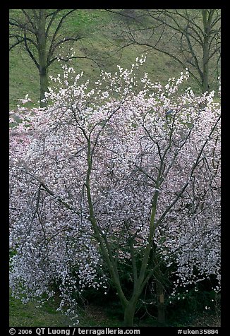 Trees in bloom, Greenwich Park. Greenwich, London, England, United Kingdom