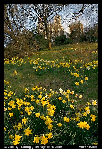 Daffodils on hillside,  Royal Observatory. Greenwich, London, England, United Kingdom