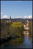 River Avon, willows, and church spire. Bath, Somerset, England, United Kingdom