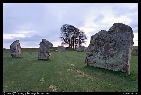 Megaliths and tree, Avebury, Wiltshire. England, United Kingdom (color)
