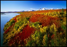 Susitna River and autumn colors on the tundra. Alaska, USA