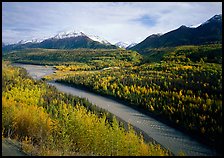 Autumn Aspens, Matanuska River, and Chugach mountains. Alaska, USA